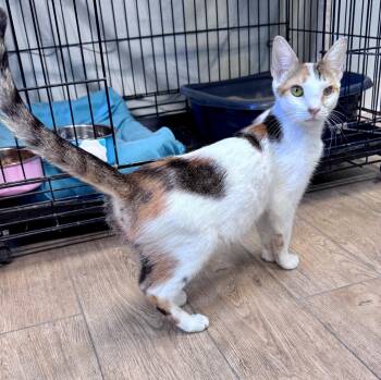 Twiggy -  Calico Cat for Adoption in Scottsburg, Indiana - Twiggy | PetCurious