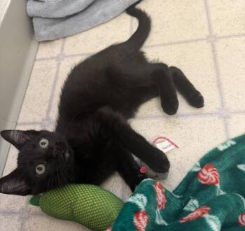 Wendy -  Domestic Short Hair Cat for Adoption in Vancouver, Washington - Wendy | PetCurious
