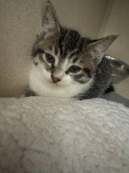 Domestic Short Hair Cats Available for Adoption in Sacramento, California - Aaron Hotchner  | PetCurious