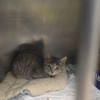 Misty -  Domestic Short Hair Cat for Adoption in Orange, Virginia - Misty | PetCurious