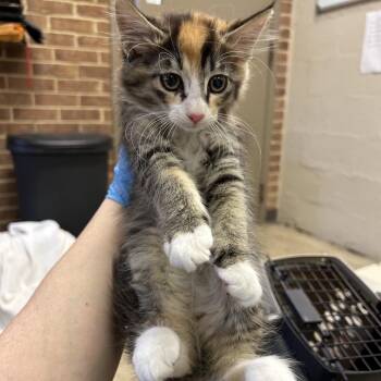 Domestic Medium Hair Cats Available for Adoption in Birmingham, Alabama - Gabby | PetCurious