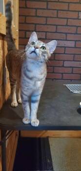 King Julian -  Tabby and Domestic Short Hair Cat for Adoption in Dallas, Texas - King Julian | PetCurious