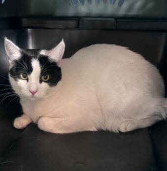 Domestic Short Hair Cats Available for Adoption in Lafayette, Colorado - Squeaky | PetCurious