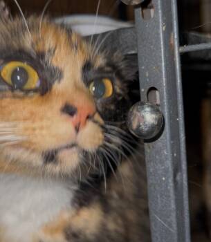 Janet -  Domestic Short Hair Cat for Adoption in Cromwell, Kentucky - Janet | PetCurious