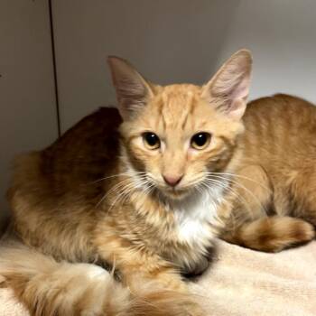 Roly-Poly -  Domestic Medium Hair Cat for Adoption in Las Vegas, Nevada - Roly-Poly | PetCurious