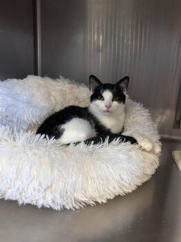 Domestic Short Hair Cats Available for Adoption - Rue | PetCurious