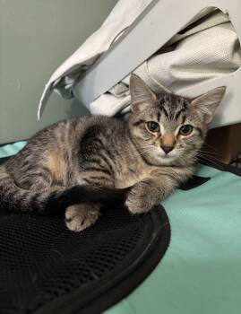 Rescue Domestic Short Hair Cats for Adoption in Richmond, Virginia - Fresh Fruit | PetCurious