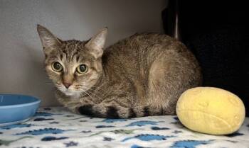 Rescue Domestic Short Hair Cats for Adoption in Kalamazoo, Michigan - PIPER | PetCurious