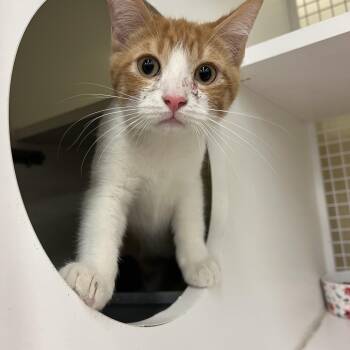 Rescue Domestic Short Hair Cats for Adoption in Tulsa, Oklahoma - Picatso | PetCurious
