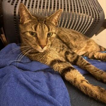 Peepers -  Domestic Short Hair Cat for Adoption in Philadelphia, Pennsylvania - Peepers | PetCurious