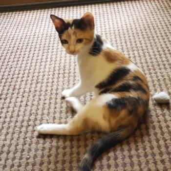 Pauline 2 -  Domestic Short Hair Cat for Adoption in Bulverde, Texas - Pauline 2 | PetCurious