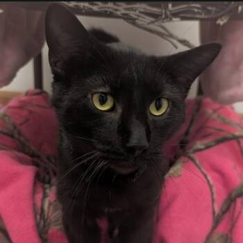 Domestic Short Hair Cats Available for Adoption - Nigel | PetCurious