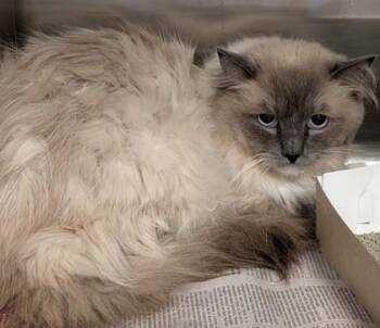 Chad -  Ragdoll Cat for Adoption in Philadelphia, Pennsylvania - Chad | PetCurious