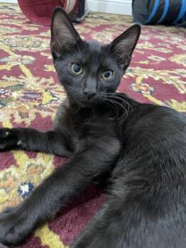 Bauer -  Domestic Short Hair Cat for Adoption in Dallas, Texas - Bauer | PetCurious