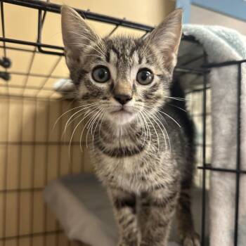 Atari -  Domestic Medium Hair Cat for Adoption in Yucaipa, California - Atari | PetCurious