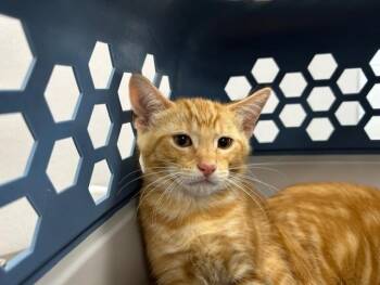 Domestic Short Hair Cats Available for Adoption in Ocala, Florida - A383329 | PetCurious