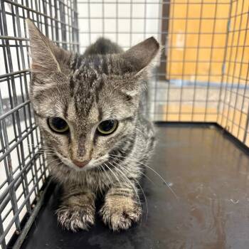 Fractious Eevee -  Domestic Short Hair Cat for Adoption in Columbiana, Alabama - Fractious Eevee | PetCurious