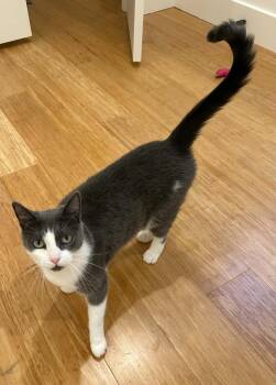 Miss Kitty -  Domestic Short Hair Cat for Adoption in Price, Utah - Miss Kitty | PetCurious