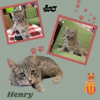 Tabby Cats Available for Adoption in Lindsay, California - Henry (kitten) | PetCurious