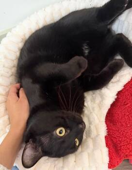 Bombay and Domestic Short Hair Cats Available for Adoption - Huckleberry | PetCurious