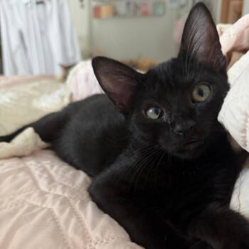 Gardenia 24 -  Domestic Short Hair Cat for Adoption in Austin, Texas - Gardenia 24 | PetCurious