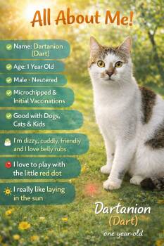 Domestic Short Hair Cats Available for Adoption - DASH | PetCurious