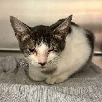Lightning McQueen -  Domestic Short Hair Cat for Adoption in Chattanooga, Tennessee - Lightning McQueen | PetCurious
