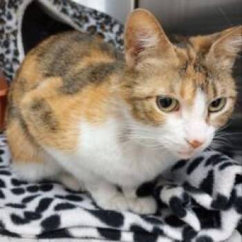 Domestic Short Hair Cats Available for Adoption in Bullhead City, Arizona - Cat 04/26/2026 | PetCurious