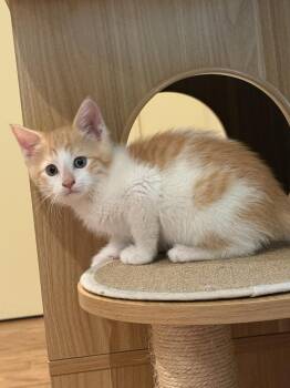 Benedict -  Domestic Short Hair Cat for Adoption in Dallas, Texas - Benedict | PetCurious