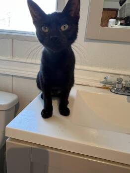 Catalina -  Domestic Short Hair Cat for Adoption in Lucas, Texas - Catalina | PetCurious