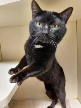 Cole -  Domestic Short Hair Cat for Adoption in Germantown, Tennessee - Cole | PetCurious