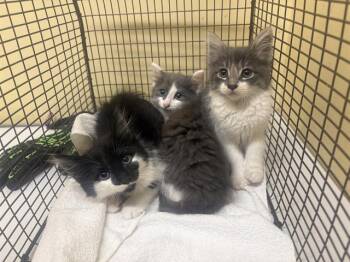BARRY -  Domestic Short Hair Cat for Adoption in Tustin, California - BARRY | PetCurious
