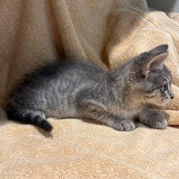 Anna* -  Domestic Short Hair Cat for Adoption in San Gabriel, California - Anna* | PetCurious