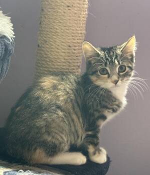 Aporia -  Domestic Short Hair Cat for Adoption in Garden City, Michigan - Aporia | PetCurious