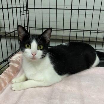 Rescue Domestic Short Hair Cats for Adoption in Rochester, Minnesota - Speckles | PetCurious