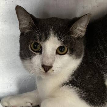 Petey -  Domestic Short Hair Cat for Adoption in Chicago, Illinois - Petey | PetCurious