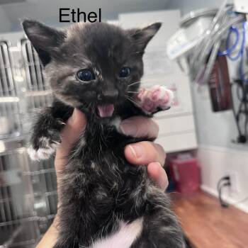 Ethel -  Domestic Short Hair Cat for Adoption in Scituate, Massachusetts - Ethel | PetCurious