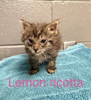 Lemon Ricotta -  Domestic Short Hair Cat for Adoption in Fort Worth, Texas - Lemon Ricotta | PetCurious