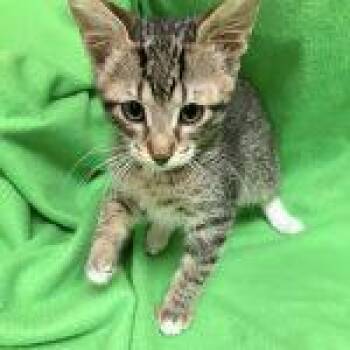 Alderaan -  Tabby Cat for Adoption in Green Valley, Arizona - Alderaan | PetCurious