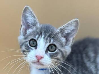 Twister -  Domestic Short Hair Cat for Adoption in Portland, Oregon - Twister | PetCurious