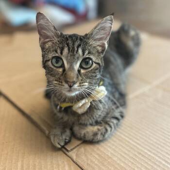 Rescue Domestic Short Hair Cats for Adoption in Philadelphia, Pennsylvania - Princess Peg (TRIPOD) | PetCurious
