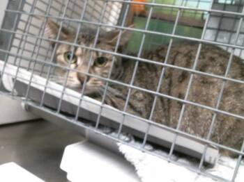 Domestic Short Hair Cats Available for Adoption - MILLY | PetCurious