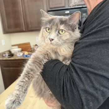 Hairball Artist -  Dilute Tortoiseshell Cat for Adoption in Las Vegas, Nevada - Hairball Artist | PetCurious
