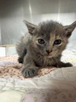 Domestic Short Hair Cats Available for Adoption - A183811 | PetCurious
