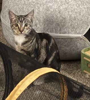Waffles -  Domestic Short Hair Cat for Adoption in Phoenix, Arizona - Waffles | PetCurious