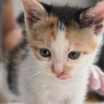 Venus -  Domestic Short Hair Cat for Adoption in Newark, New Jersey - Venus | PetCurious