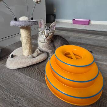Glinda -  Domestic Short Hair Cat for Adoption in Findlay, Ohio - Glinda | PetCurious