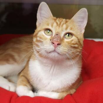 Badger -  Domestic Short Hair Cat for Adoption in Marshfield, Wisconsin - Badger | PetCurious