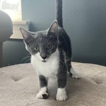 Dinger -  Domestic Short Hair Cat for Adoption in Bentonville, Arkansas - Dinger | PetCurious