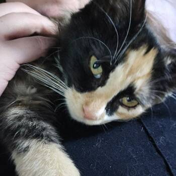 Rosie Carter -  Domestic Medium Hair Cat for Adoption in Eagle Mountain, Utah - Rosie Carter | PetCurious